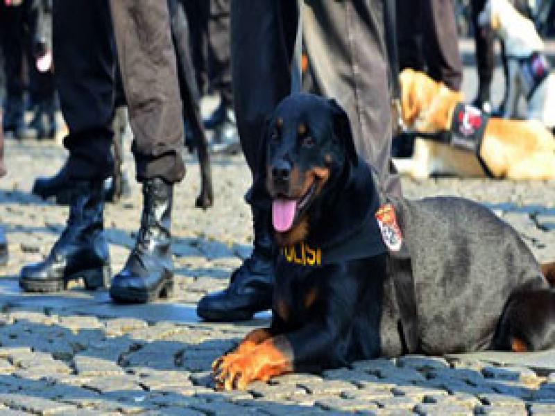 Polda Kalsel Libatkan Anjing Pelacak Amankan Aksi Demo Di Dprd